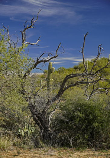 Saguaro National Park