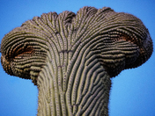 Saguaro National Park