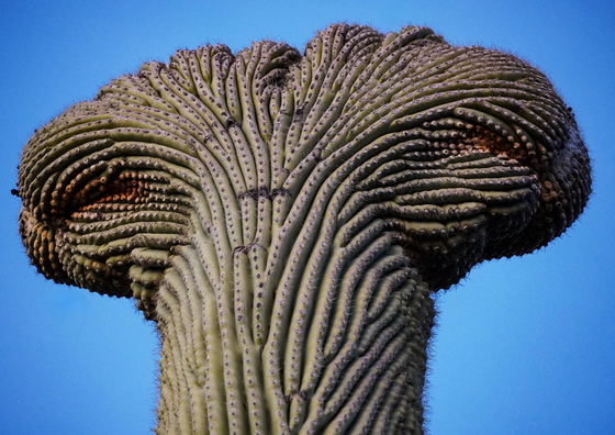 Saguaro National Park