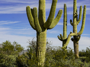 Saguaro National Park