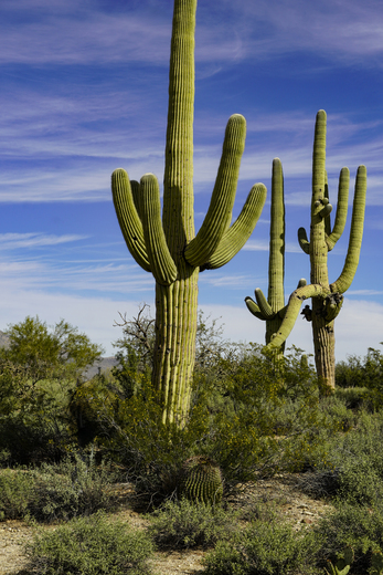 Saguaro National Park