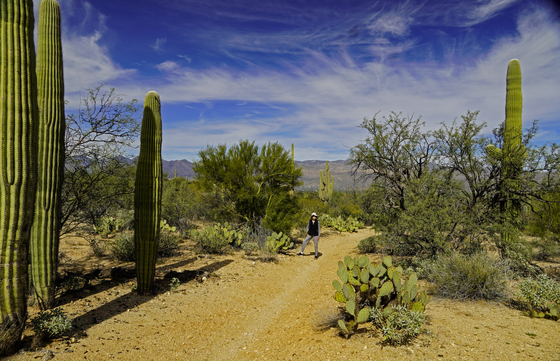 Saguaro National Park