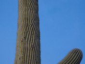 Saguaro National Park
