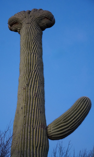 Saguaro National Park