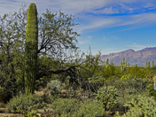 Saguaro National Park
