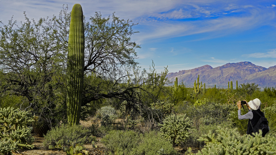 Saguaro National Park