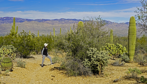 Saguaro National Park