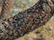 Saguaro National Park