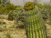 Saguaro National Park