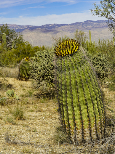 Saguaro National Park