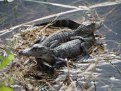 Everglades National Park