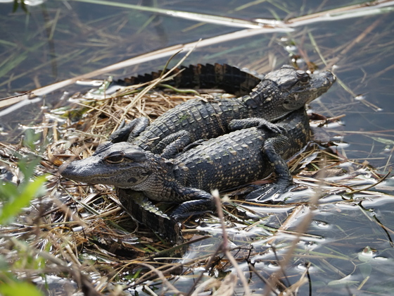 Everglades National Park
