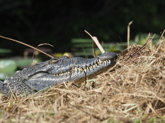 Everglades National Park