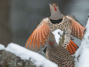 Flicker Standoff