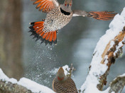 Flicker Standoff