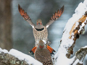 Flicker Standoff