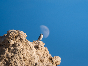 Inyo National Forest