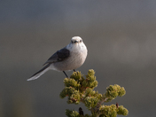 Rocky Mountain National Park