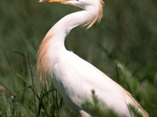 Edwin B. Forsythe National Wildlife Refuge