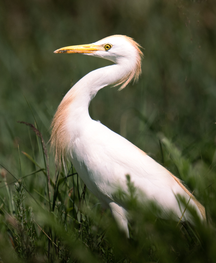 Edwin B. Forsythe National Wildlife Refuge