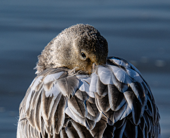 Edwin B. Forsythe National Wildlife Refuge