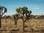 Joshua Tree National Park