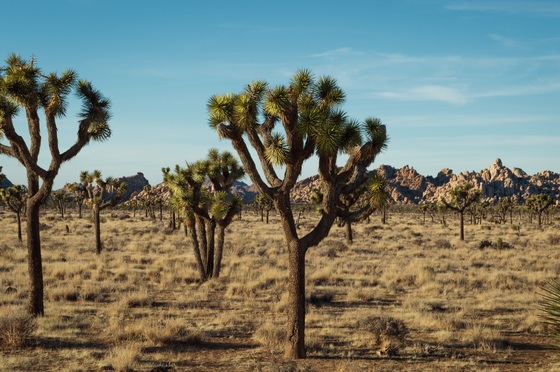 Joshua Tree National Park