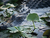 Everglades National Park