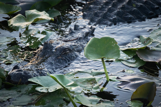 Everglades National Park