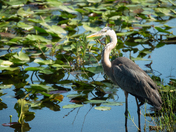 Everglades National Park 