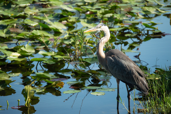 Everglades National Park 