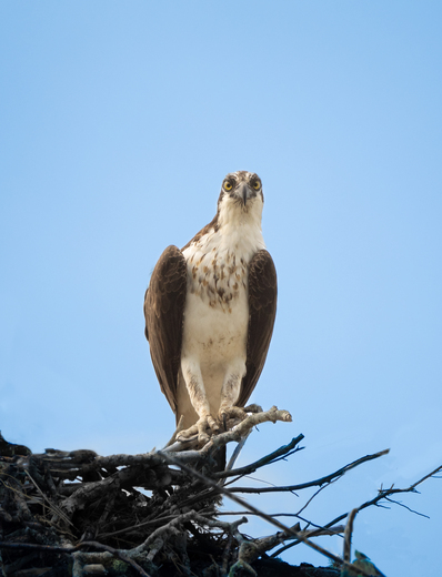 Edwin B. Forsythe National Wildlife Refuge