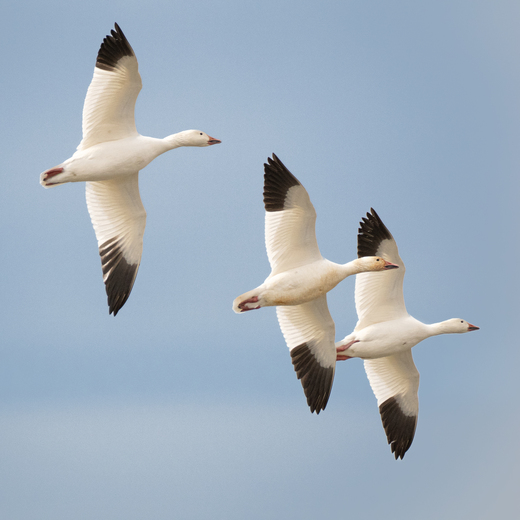 Edwin B. Forsythe National Wildlife Refuge