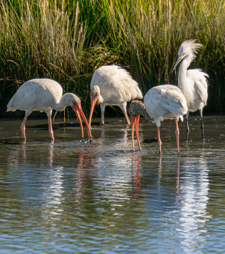 Edwin B. Forsythe National Wildlife Refuge