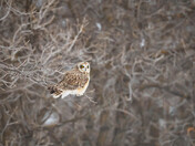 Short-eared Owl