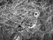 Short-eared Owl