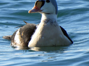 King Eider 
