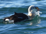 King Eider 