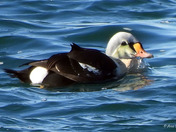 King Eider 