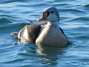 King Eider 