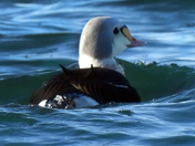 King Eider 