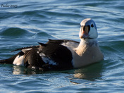 King Eider 