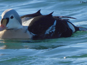 King Eider 