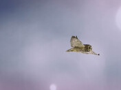 Short-eared in Flight