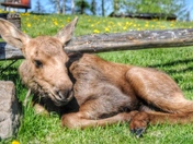 Baby moose