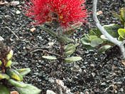 Hawaii Volcanoes National Park
