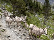 Glacier National Park