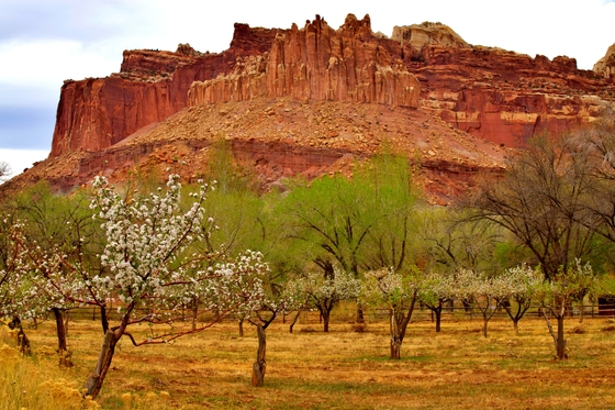Fruita Orchards, Capitol Reef National Park