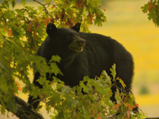 Cades Cove, Great Smoky Mountains National Park