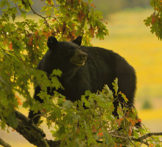 Cades Cove, Great Smoky Mountains National Park